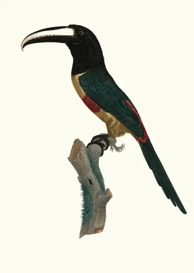 Aracari s červeným pásem, Jacques Barraband