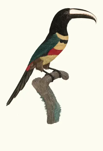 L'Aracari à double ceinture, Jacques Barraband