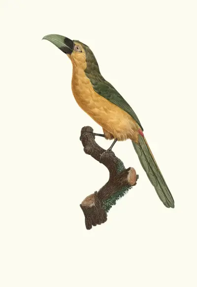 Aracari s bílým zobákem, Jacques Barraband