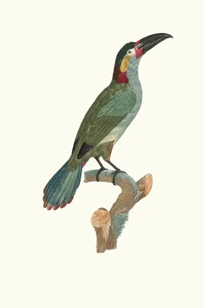 L'Aracari Koulik samice, Jacques Barraband