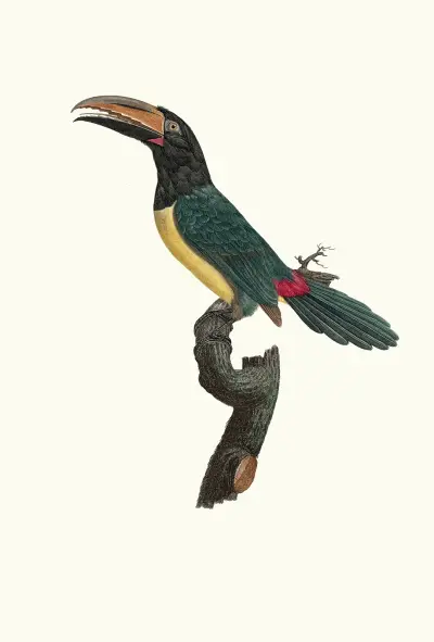 Zelený aracari, samec, Jacques Barraband