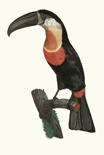Le Pignancoin, Jacques Barraband