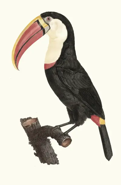 Tukan, Jacques Barraband