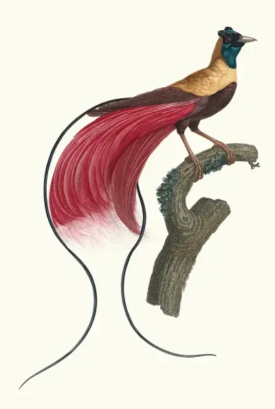 Červený pták rajský, Jacques Barraband