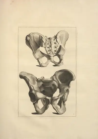 Nouveau recueil d’ostéologie et de myologie; dessiné d’après nature Pl.20 von Jacques Gamelin