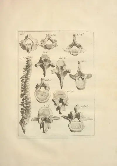 Nouveau recueil d’ostéologie et de myologie; dessiné d’après nature Pl.19 von Jacques Gamelin