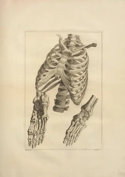 Nouveau recueil d’ostéologie et de myologie; dessiné d’après nature Pl.18 von Jacques Gamelin