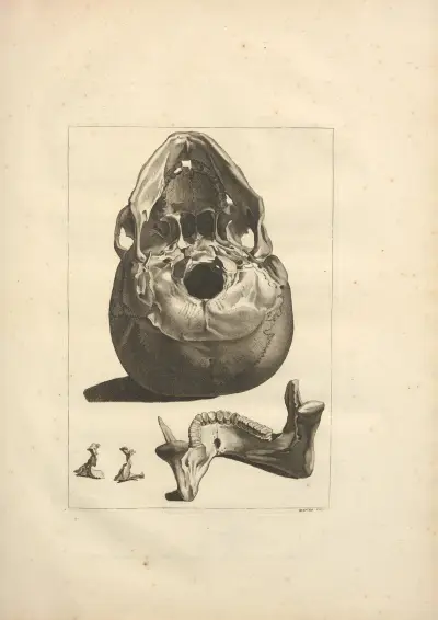 Nouveau recueil d’ostéologie et de myologie; dessiné d’après nature Pl.15 von Jacques Gamelin