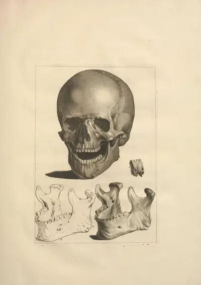 Nouveau recueil d’ostéologie et de myologie; dessiné d’après nature Pl.14 von Jacques Gamelin