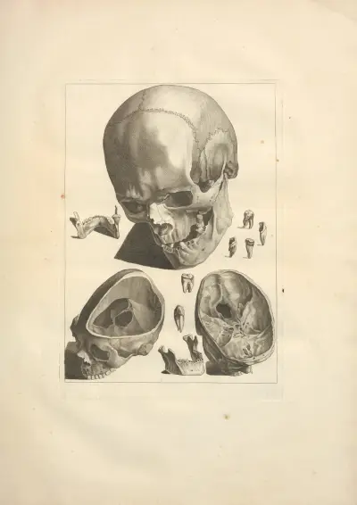 Nouveau recueil d’ostéologie et de myologie; dessiné d’après nature Pl.11 von Jacques Gamelin