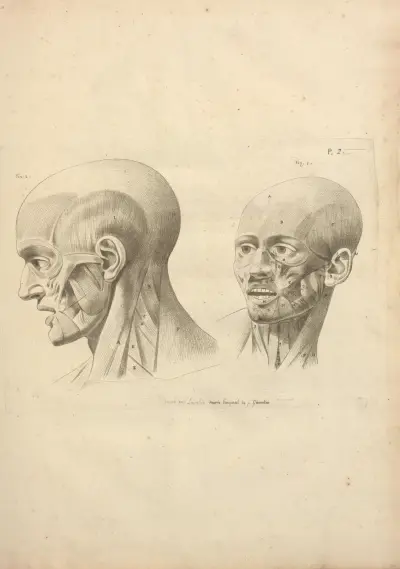 Nouveau recueil d’ostéologie et de myologie; dessiné d’après nature Pl.34 von Jacques Gamelin