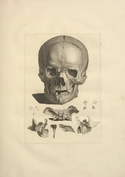 Nouveau recueil d’ostéologie et de myologie; dessiné d’après nature Pl.10 von Jacques Gamelin