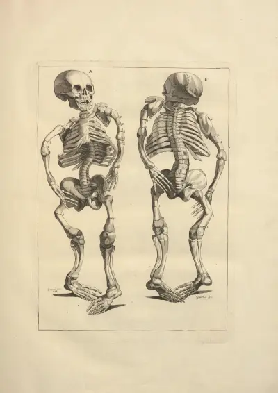 Nouveau recueil d’ostéologie et de myologie; dessiné d’après nature Pl.08 von Jacques Gamelin