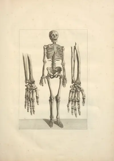Nouveau recueil d’ostéologie et de myologie; dessiné d’après nature Pl.03 von Jacques Gamelin