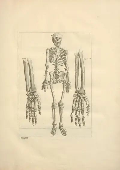 Nouveau recueil d’ostéologie et de myologie; dessiné d’après nature Pl.02 von Jacques Gamelin
