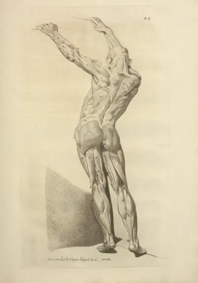 Nouveau recueil d’ostéologie et de myologie; dessiné d’après nature Pl.49 von Jacques Gamelin