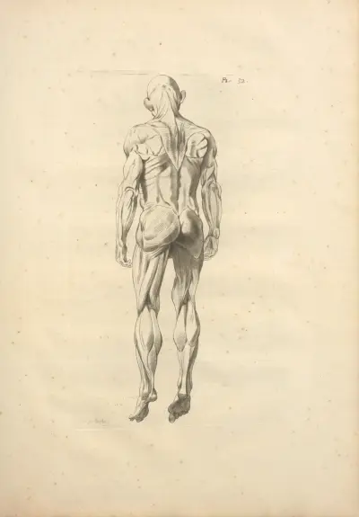 Nouveau recueil d’ostéologie et de myologie; dessiné d’après nature Pl.53 von Jacques Gamelin