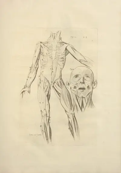 Nouveau recueil d’ostéologie et de myologie; dessiné d’après nature Pl.41 von Jacques Gamelin
