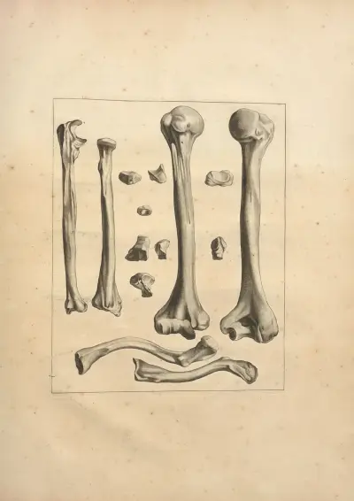 Nouveau recueil d’ostéologie et de myologie; dessiné d’après nature Pl.23 von Jacques Gamelin