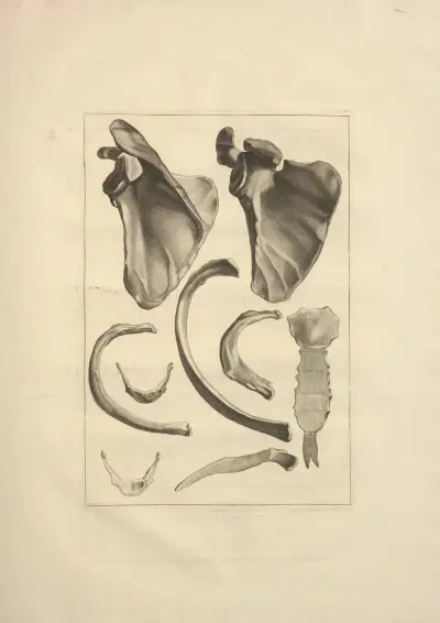 Nouveau recueil d’ostéologie et de myologie; dessiné d’après nature Pl.22 von Jacques Gamelin