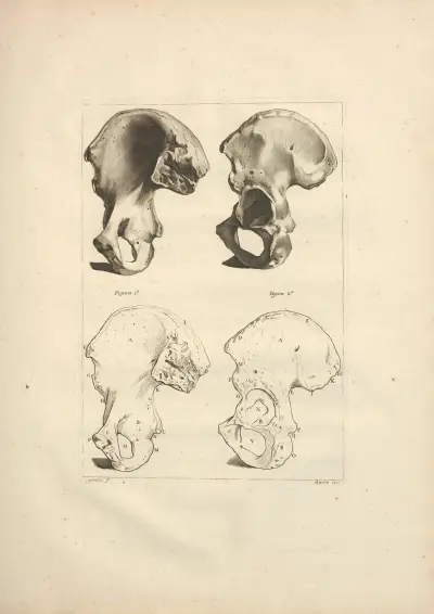 Nouveau recueil d’ostéologie et de myologie; dessiné d’après nature Pl.21 von Jacques Gamelin