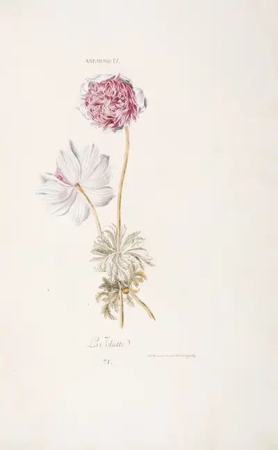 Anemona IV. La Joliette, Christoph Jakob Trew