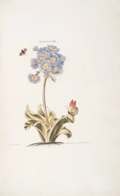Auricula III, Christoph Jakob Trew