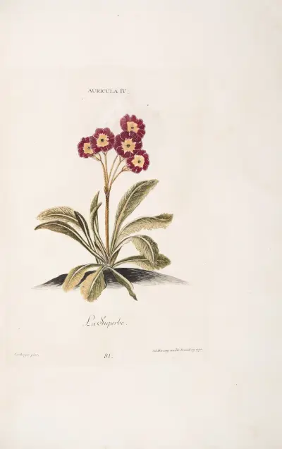 Auricula IV. La Superbe, Christoph Jakob Trew
