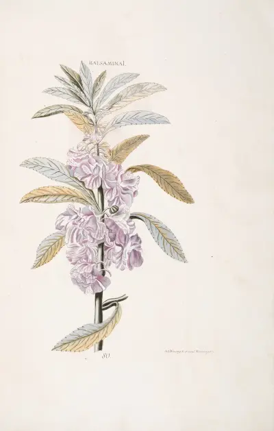 Balsamina I, Christoph Jakob Trew