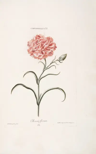 Caryophyllus XI. Phoenix florum, Christoph Jakob Trew