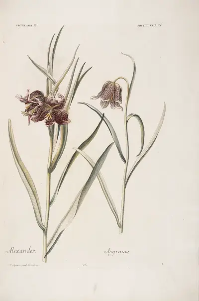 Szachownica III i IV. Alexander. Asgraauw, Christoph Jakob Trew