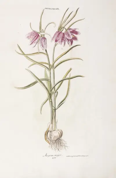 Fritillaria IX. Asgrauvv maior, Christoph Jakob Trew