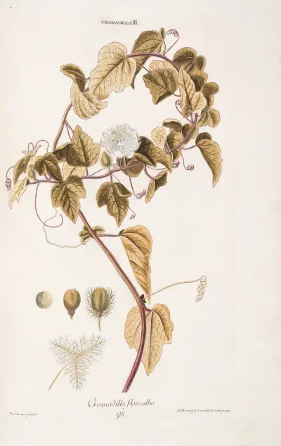 Granadilla III. Granadilla o białym kwiecie, Christoph Jakob Trew