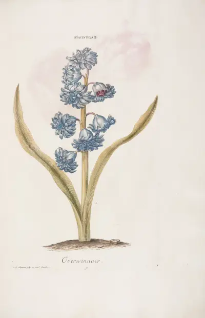 Hiacynt III. Zwycięzca, Christoph Jakob Trew