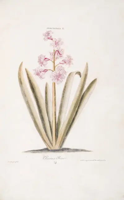 Hiacynt X. Province Rose, Christoph Jakob Trew