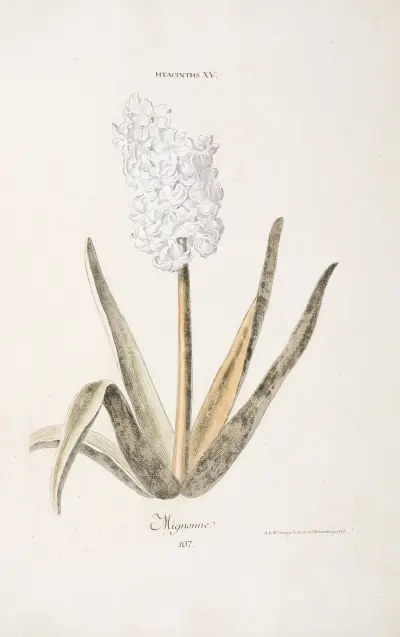 Hiacynt XV. Mignonne, Christoph Jakob Trew