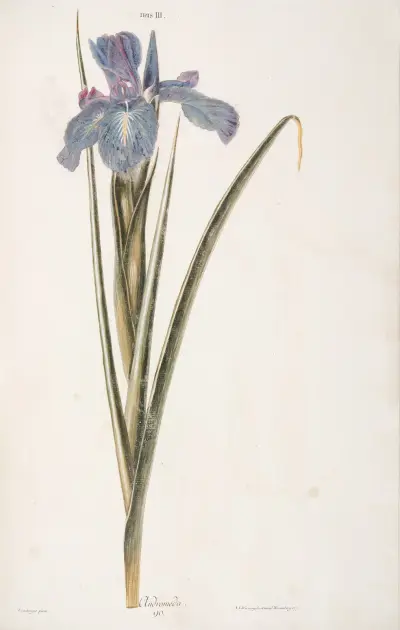 Iris III. Andromeda, Christoph Jakob Trew
