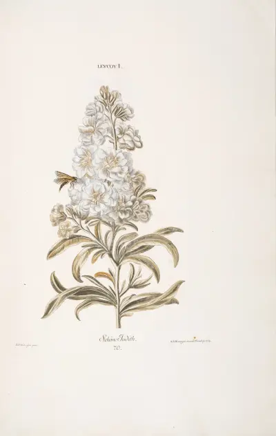 Leucoium I. Schoene Judith, Christoph Jakob Trew