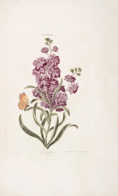 Leucoium II. L’odorante, Christoph Jakob Trew