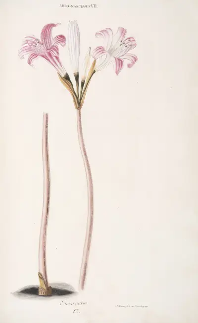 Lilio-Narcissus VII. Incarnatus, Christoph Jakob Trew