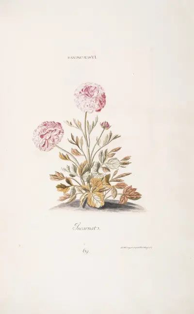 Ranunculus VI. Incarnat, Christoph Jakob Trew