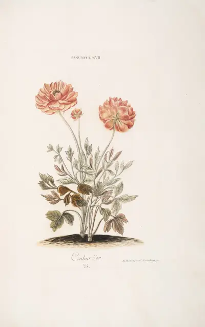 Ranunculus VII. Couleur d’or, Christoph Jakob Trew
