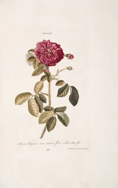 Róża IX. Rosa belgica, siue uitrea, flore rubro, Christoph Jakob Trew