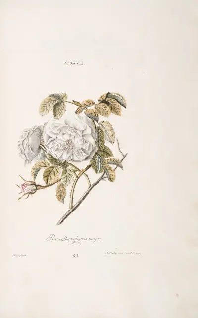 Róża VIII. Rosa alba vulgaris maior, Christoph Jakob Trew