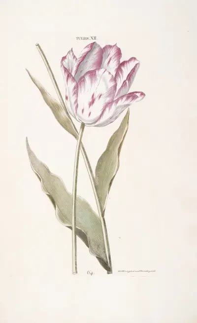Tulipa XII, Christoph Jakob Trew