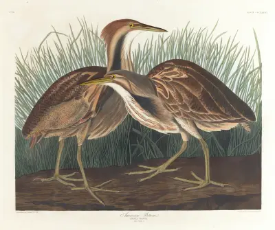 American bittern av John James Audubon