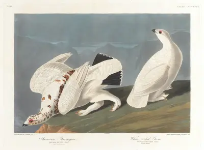 Amerikanisches Moorschneehuhn. Weißschwanz-Waldhuhn von John James Audubon