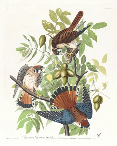 American sparrow hawk von John James Audubon