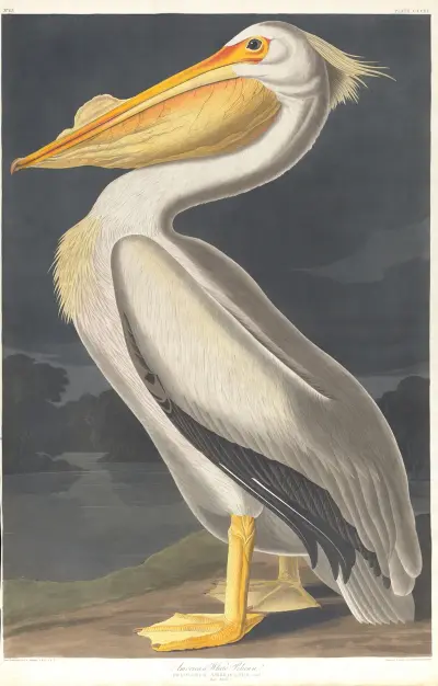 American white pelican av John James Audubon