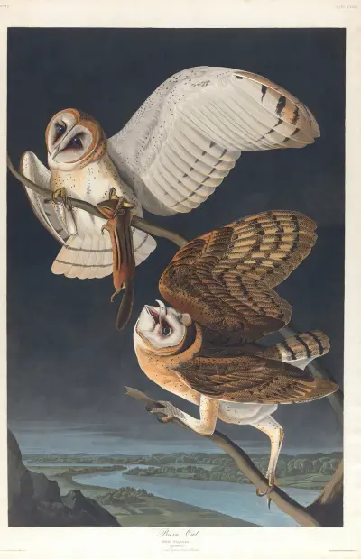 Barn owl av John James Audubon